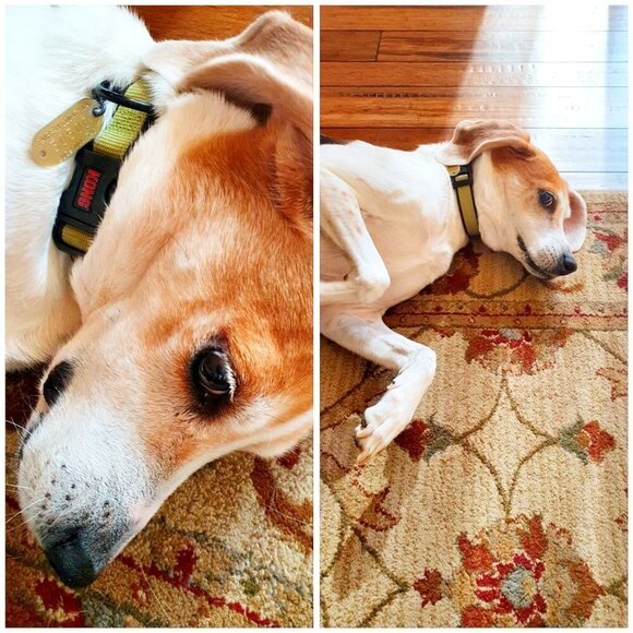 ❣ Meet your Posher, Rosecentric ❣ - Picture 5 of 6